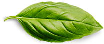 basil-leaf